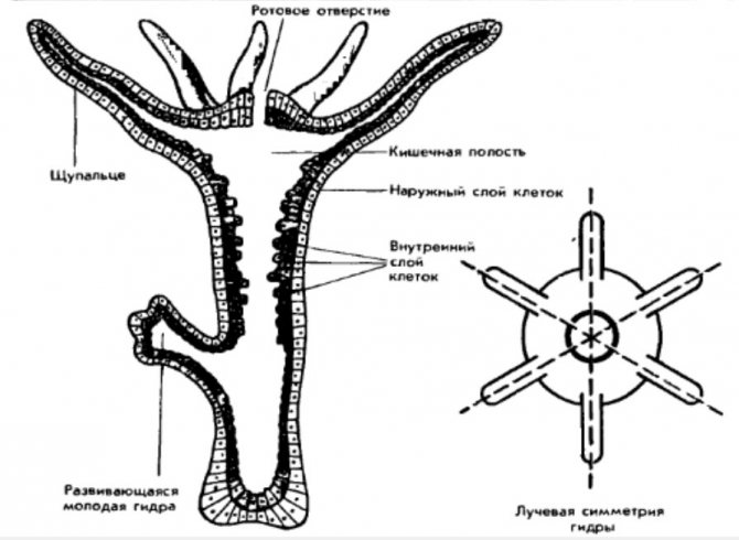 Kraken адреса